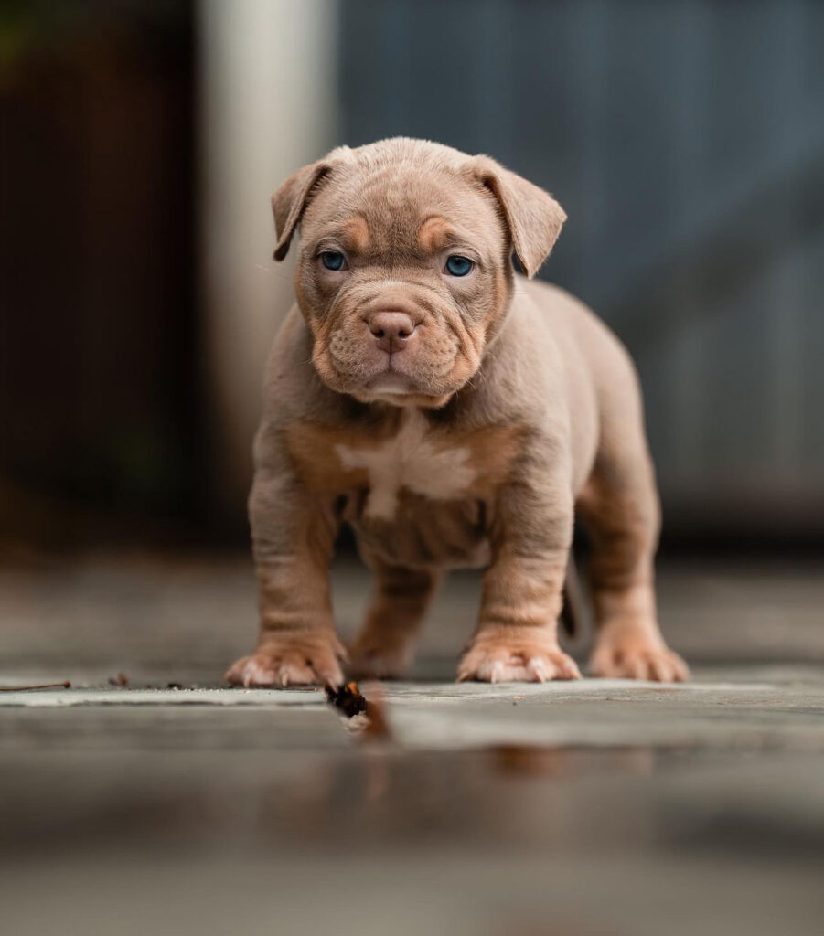 Choosing the Perfect Pocket Bullies Puppy. Find tips for selecting the perfect pocket bullies puppies based on temperament