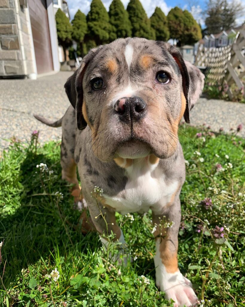 Pocket Bullies For Sale