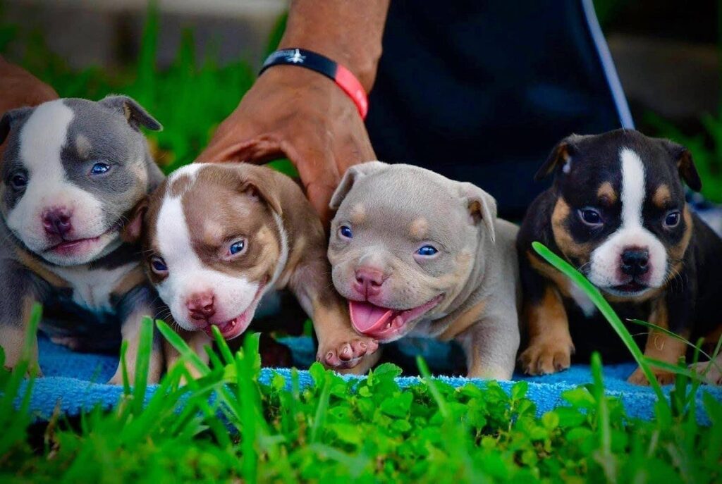 premier American Pocket Bullies and Pitbulls adoption. Our dedicated team is committed to providing top-quality breeds and lifelong companionship