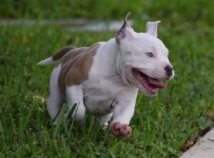 Read more about the article American Pocket Bullies for Sale: Unleashing the Uniqueness of This Exceptional Breed