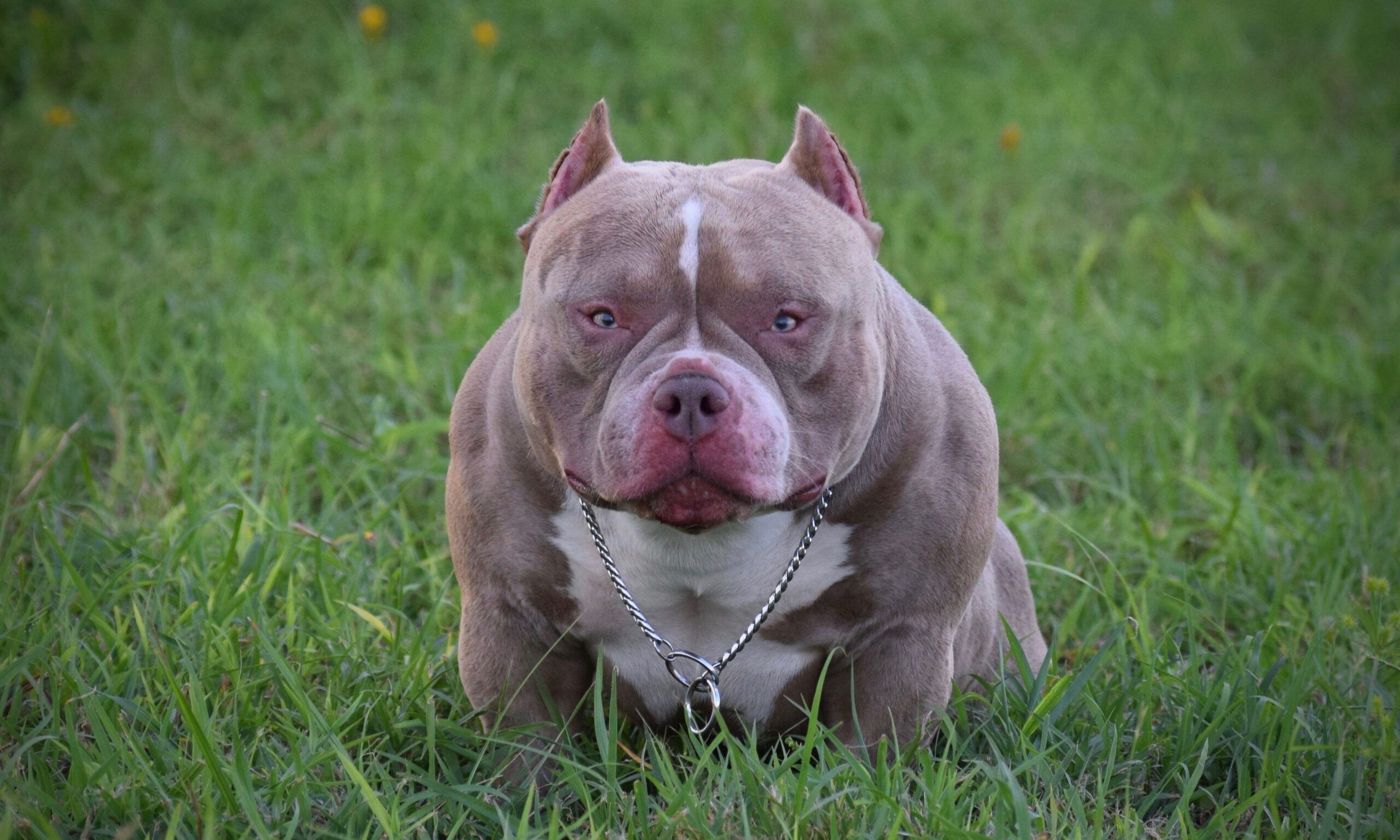 Read more about the article Choosing a Reputable American Pocket Bully Breeder: Your Guide to Finding a Trustworthy Source