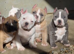 Read more about the article The Importance of Genetic Diversity in Breeding Pitbull and American Pocket Bullies Puppies