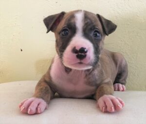 Read more about the article How to Train a Pitbull Puppy for Obedience and Positive Behavior