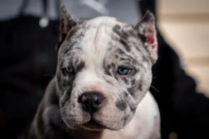 Read more about the article Top 5 Characteristics of Pocket Bullies Puppies for Sale