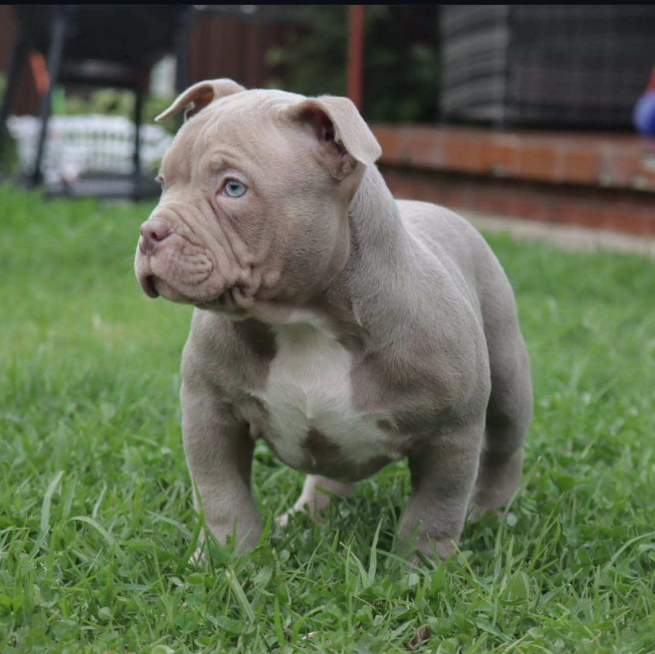 Read more about the article Pocket Bullies: Unraveling the Myths and Realities of this Beloved Breed