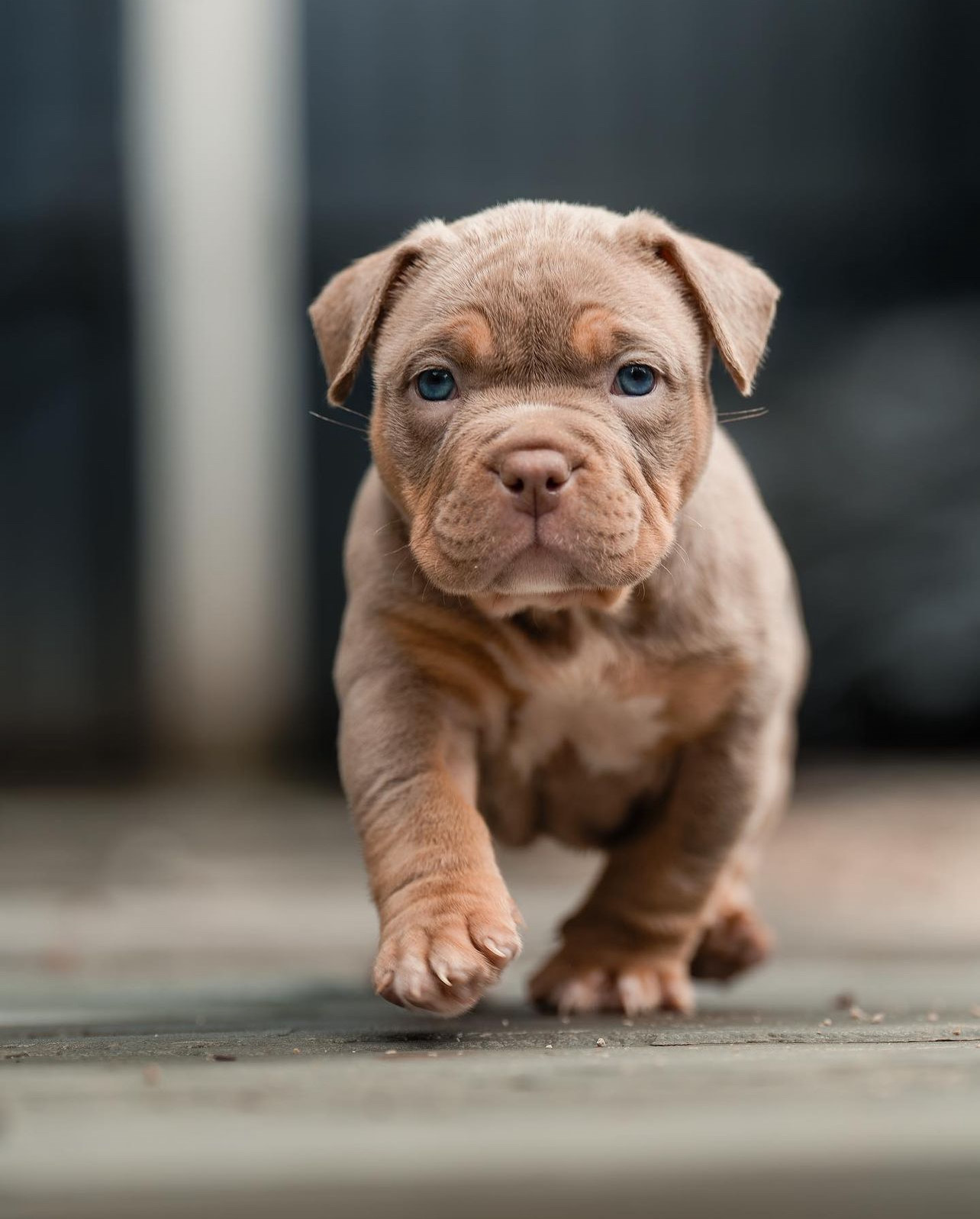 Read more about the article A Guide to Choosing the Perfect Pocket Bullies Puppy for Your Lifestyle