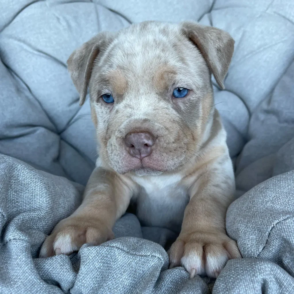 pocket pitbull for sale