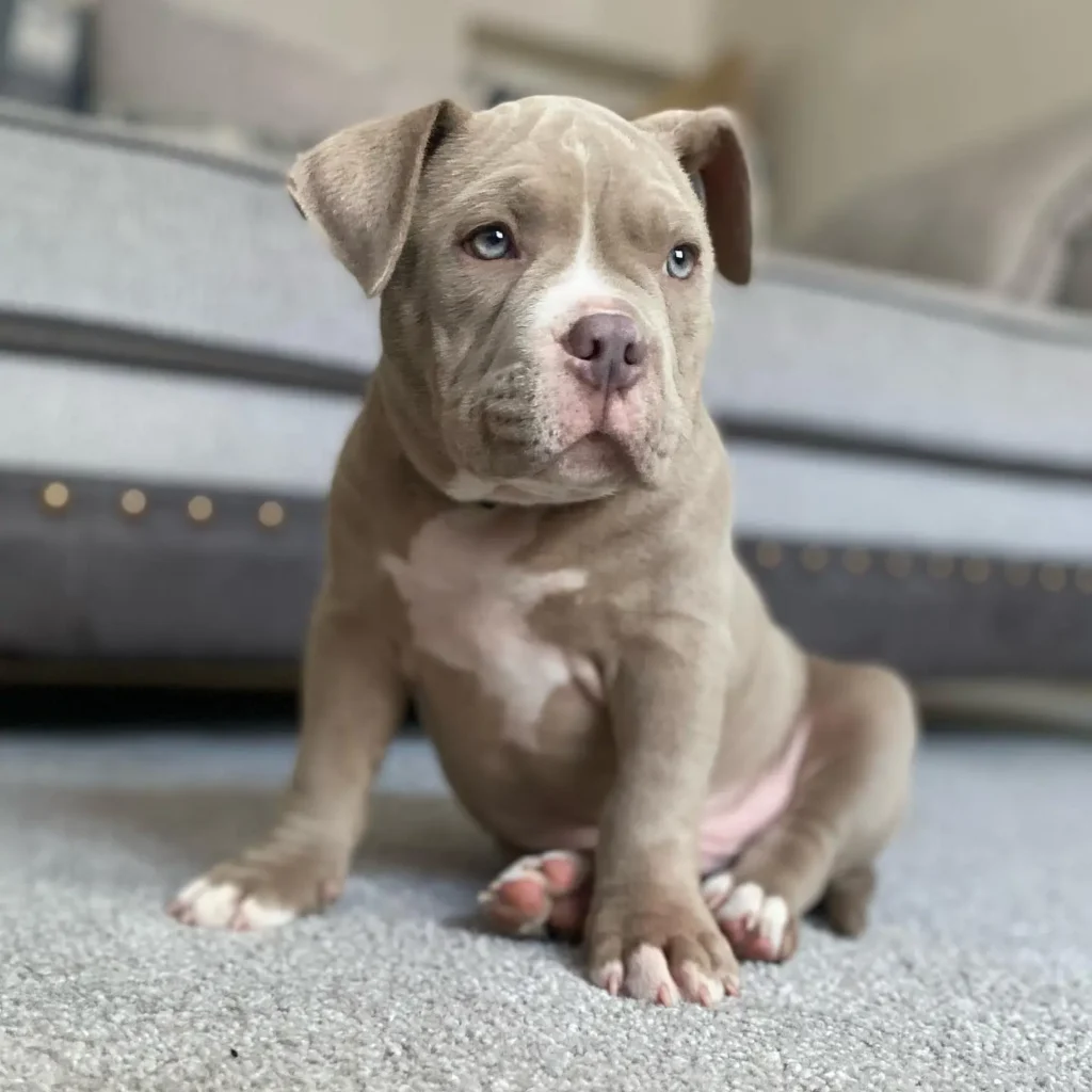 pocket pitbull for sale